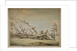 Storm-felled tree near Roehampton by Edward Edwards