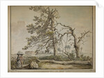 Damaged trees on an avenue to Barnes Common by Edward Edwards
