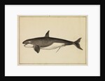 Grampus [Killer whale] by William Bell