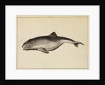 Grampus [False Killer whale?] by William Bell