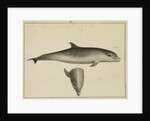 Bottlenose dolphin by William Bell