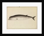 Bottlenose whale by William Bell