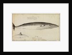 'Balaena Rostrata, Fabricus [Minke whale?]' by William Bell