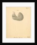 'External view...rabbit' by William Clift