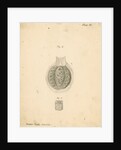 'Beaver glands' by William Clift