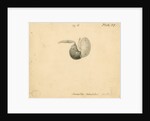'Water-rat [stomach]' by William Clift