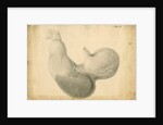 'Ass's stomach inverted' by William Clift
