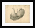 'Hog. Internal view' by William Clift
