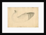 'Elephant. Internal view' by William Clift