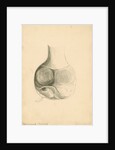 'Cormorant's stomach' by William Clift
