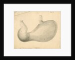 'Human [stomach] to show the Glands...' by William Clift