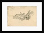 'Vampyre bat [stomach]' by William Clift
