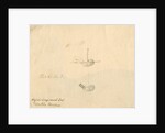 'English long-eared bat [stomach]...' by William Clift