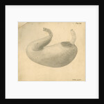 'Lynx [stomach]' by William Clift