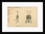 'Hawk [stomach]' by William Clift