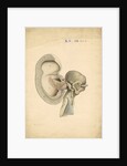 Auditory structures in Balaena mysticetus [Bowhead whale] by William Clift