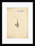 'Little auk [gizzard]' by William Clift
