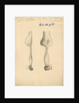 'Parrot [gizzard]' by William Clift