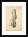 American ostrich [Rhea gizzard] by William Clift