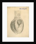 'Rhea americana [gizzard]' by William Clift