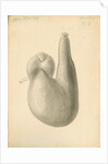 'African ostrich [gizzard]' by William Clift