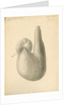 'African ostrich [gizzard]' by William Clift
