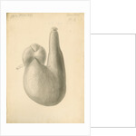 'African ostrich [gizzard]' by William Clift