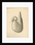 'African ostrich [gizzard]' by William Clift