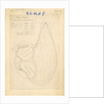 'African ostrich [gizzard]' by William Clift