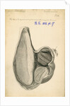 'Struthio camelus [African ostrich gizzard]' by William Clift