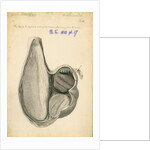 'Struthio camelus [African ostrich gizzard]' by William Clift