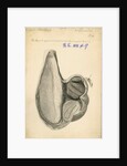 'Struthio camelus [African ostrich gizzard]' by William Clift