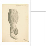 Cassowary [gizzard] by John Howship