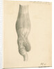 'N.S.W. Cassowary' [gizzard] by John Howship