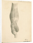 'N.S.W. Cassowary' [gizzard] by John Howship