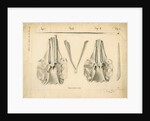 Narwhal skulls and tusks by Anonymous