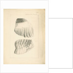 Fossil elephant grinding teeth by Anonymous