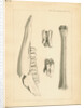 Fossil deer bones by Anonymous