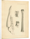 Fossil deer bones by Anonymous