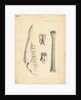 Fossil deer bones by Anonymous