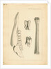 Fossil deer bones by Anonymous