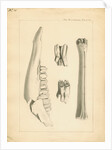 Fossil deer bones by Anonymous