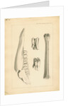 Fossil deer bones by Anonymous