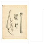 Fossil deer bones by Anonymous