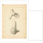 Fossil deer horns by Anonymous