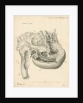 Heart of the Squalus maximus [Basking shark] by John Howship