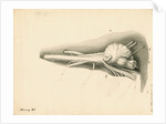 Cerebellum of the Squalus maximus [Basking shark] by John Howship