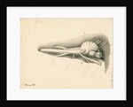 Cerebellum of the Squalus maximus [Basking shark] by John Howship