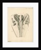 Cerebellum of the Squalus maximus [Basking shark] by John Howship