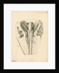 Cerebellum of the Squalus maximus [Basking shark] by John Howship